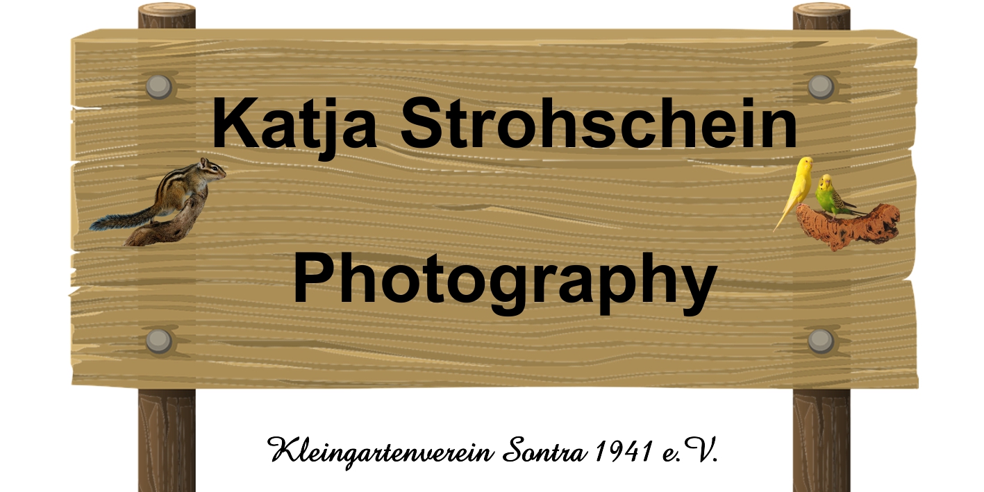 Katja Strohschein
Photography